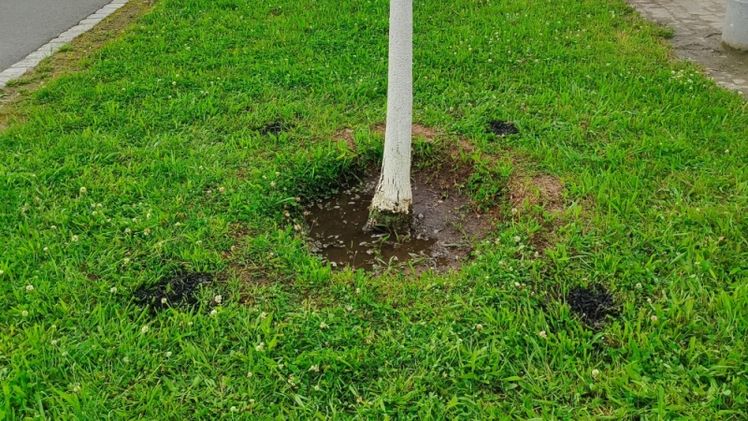 Das BOA-Konzept zur Vitalisierung von Stadtbäumen durch die Anwendung von Pflanzenkohle-Substrat in Bohrlöchern bietet eine einfache Lösung um Problemstandorte nachträglich zu optimieren. Bild: klimafarmer.