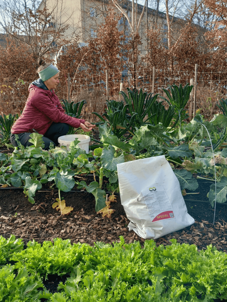 In den Gärten der Gemüseheldinnen Frankfurt wird seit einigen Jahren der klimafarmer Feststoffdünger begeistert eingesetzt