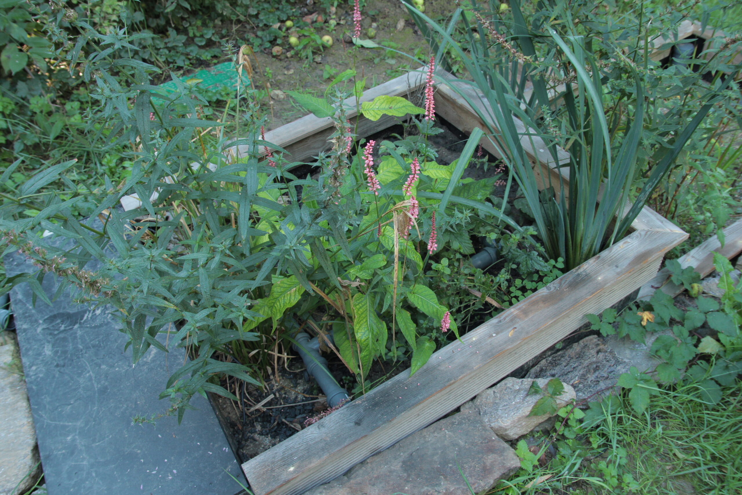 Maßgeschneiderte Aqua Nostra Pflanzenkläranlage für Tiny House